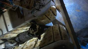 Calf in stunning restraint - TQM is Tasmania's largest sheep and calf slaughterhouse. In 2023 investigators installed hidden cameras to capture the handling and killing of thousands of calves and sheep. Over the course of a month, we installed cameras at TQM slaughterhouse, capturing the brutal treatment and slaughter of thousands of sheep and week-old calves, many who were pushed, thrown, beaten and even killed while fully conscious.
An electric stunner is used to paralyse week-old 'bobby calves,' who are discarded as waste from any of the state's 412 dairy farms. Dozens of calves were recorded being stunned ineffectively, or not stunned at all because they were pushed upside down into the restraint or were so small that they fell through the bottom. These calves were tipped into the kill room and had their throats slit while fully conscious, struggling and trying to escape the hands and knife that ended their life. Indicators of consciousness, including blinking, rhythmic breathing and trying to stand and escape were observed in many calves, even after their throats had been slit - Captured at Tasmanian Quality Meats Abattoir, Cressy TAS Australia.