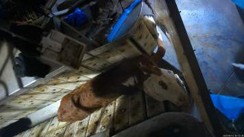 Calf in stunning restraint - TQM is Tasmania's largest sheep and calf slaughterhouse. In 2023 investigators installed hidden cameras to capture the handling and killing of thousands of calves and sheep. Over the course of a month, we installed cameras at TQM slaughterhouse, capturing the brutal treatment and slaughter of thousands of sheep and week-old calves, many who were pushed, thrown, beaten and even killed while fully conscious.
An electric stunner is used to paralyse week-old 'bobby calves,' who are discarded as waste from any of the state's 412 dairy farms. Dozens of calves were recorded being stunned ineffectively, or not stunned at all because they were pushed upside down into the restraint or were so small that they fell through the bottom. These calves were tipped into the kill room and had their throats slit while fully conscious, struggling and trying to escape the hands and knife that ended their life. Indicators of consciousness, including blinking, rhythmic breathing and trying to stand and escape were observed in many calves, even after their throats had been slit. - Captured at Tasmanian Quality Meats Abattoir, Cressy TAS Australia.