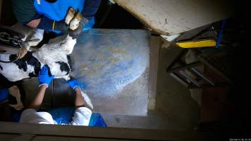 Calf on kill table - An electric stunner is used to paralyse week-old 'bobby calves,' who are discarded as waste from any of the state's 412 dairy farms. Dozens of calves were recorded being stunned ineffectively, or not stunned at all because they were pushed upside down into the restraint or were so small that they fell through the bottom. These calves were tipped into the kill room and had their throats slit while fully conscious, struggling and trying to escape the hands and knife that ended their life. Indicators of consciousness, including blinking, rhythmic breathing and trying to stand and escape were observed in many calves, even after their throats had been slit. - Captured at Tasmanian Quality Meats Abattoir, Cressy TAS Australia.