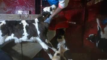 Conscious calf on sticking table - An electric stunner is used to paralyse week-old 'bobby calves,' who are discarded as waste from any of the state's 412 dairy farms. Dozens of calves were recorded being stunned ineffectively, or not stunned at all because they were pushed upside down into the restraint or were so small that they fell through the bottom. These calves were tipped into the kill room and had their throats slit while fully conscious, struggling and trying to escape the hands and knife that ended their life. Indicators of consciousness, including blinking, rhythmic breathing and trying to stand and escape were observed in many calves, even after their throats had been slit. - Captured at Tasmanian Quality Meats Abattoir, Cressy TAS Australia.