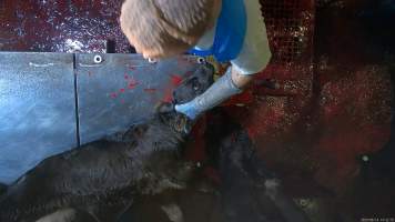 Sheep & calf slaughter at Tasmanian Quality Meats slaughterhouse - TQM is Tasmania's largest sheep and calf slaughterhouse. In 2023 investigators installed hidden cameras to capture the handling and killing of thousands of calves and sheep. Over the course of a month, we installed cameras at TQM slaughterhouse, capturing the brutal treatment and slaughter of thousands of sheep and week-old calves, many who were pushed, thrown, beaten and even killed while fully conscious. Our cameras filmed the use of dogs to herd and harass terrified sheep, who were then shoved, thrown and hit with paddles and pipes to force them towards the electric stunner. These dogs were then returned to metal and concrete cages, where they were left overnight, barking and running at the bars in boredom and frustration.
We witnessed the brutal slaughter of week-old bobby calves, who we met and spent time with in the holding pens the night before they were killed. Many of these calves were so young and weak that they were unable to stand or walk properly, meaning that they were pushed, shoved, carried and dragged to their deaths. Dozens of these calves were stunned ineffectively, or not stunned at all because they were pushed upside down into the restraint or were so small that they fell through the bottom. These calves were tipped into the kill room and had their throats slit while fully conscious, struggling and trying to escape the hands and knife that ended their life. We watched as one calf fell off the killing table into a pool of blood so deep that they were almost submerged. We saw them continue to blink up at us from the bottom of this horrific pit, a clear sign that they remained awake and aware as the blood drained from their body.
- Captured at Tasmanian Quality Meats Abattoir, Cressy TAS Australia.