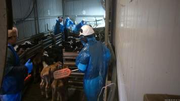 Workers use paddles on emaciated calves - Bobby calves are separated from their mothers within 24 hours of birth. Considered wastage to the dairy industry as males, will often feed them little between taking them from their mother's and sending them to the slaughterhouse, at around 1 week old. Many calves arrive at the slaughterhouse sick, emaciated and barely able to stand or walk.
Workers use paddles to force sheep and calves through the race and into the stunner. In 2023 investigators installed hidden cameras to capture the handling and killing of thousands of calves and sheep. Over the course of a month, we installed cameras at TQM slaughterhouse, capturing the brutal treatment and slaughter of thousands of sheep and week-old calves, many who were pushed, thrown, beaten and even killed while fully conscious. Workers were seen kicking, shoving, throwing and beating calves in the race, many of whom were to small or weak to walk by themselves. - Captured at Tasmanian Quality Meats Abattoir, Cressy TAS Australia.