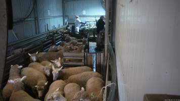 Sheep in the race - Workers use paddles to force sheep and calves through the race and into the stunner. In 2023 investigators installed hidden cameras to capture the handling and killing of thousands of calves and sheep. Over the course of a month, we installed cameras at TQM slaughterhouse, capturing the brutal treatment and slaughter of thousands of sheep and week-old calves, many who were pushed, thrown, beaten and even killed while fully conscious. Workers were seen kicking, shoving, throwing and beating sheep in the race. Our cameras also filmed the use of dogs to herd and harass terrified sheep, who were then shoved, thrown and hit with paddles and pipes to force them towards the electric stunner. These dogs were then returned to metal and concrete cages, where they were left overnight, barking and running at the bars in boredom and frustration.
- Captured at Tasmanian Quality Meats Abattoir, Cressy TAS Australia.