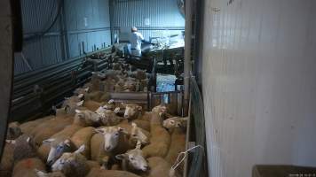 Sheep in the race - Workers use paddles to force sheep and calves through the race and into the stunner. In 2023 investigators installed hidden cameras to capture the handling and killing of thousands of calves and sheep. Over the course of a month, we installed cameras at TQM slaughterhouse, capturing the brutal treatment and slaughter of thousands of sheep and week-old calves, many who were pushed, thrown, beaten and even killed while fully conscious. Workers were seen kicking, shoving, throwing and beating sheep in the race. Our cameras also filmed the use of dogs to herd and harass terrified sheep, who were then shoved, thrown and hit with paddles and pipes to force them towards the electric stunner. These dogs were then returned to metal and concrete cages, where they were left overnight, barking and running at the bars in boredom and frustration.
- Captured at Tasmanian Quality Meats Abattoir, Cressy TAS Australia.