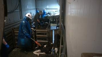 Sheep & calf slaughter at Tasmanian Quality Meats slaughterhouse - Bobby calves are separated from their mothers within 24 hours of birth. They often arrive at the slaughterhouse too weak to stand or walk.
Workers use paddles to force sheep and calves through the race and into the stunner. In 2023 investigators installed hidden cameras to capture the handling and killing of thousands of calves and sheep. Over the course of a month, we installed cameras at TQM slaughterhouse, capturing the brutal treatment and slaughter of thousands of sheep and week-old calves, many who were pushed, thrown, beaten and even killed while fully conscious. Workers were seen kicking, shoving, throwing and beating calves in the race, many of whom were to small and weak to stand or walk. - Captured at Tasmanian Quality Meats Abattoir, Cressy TAS Australia.