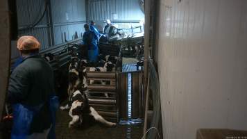 A calf slips in the race - A bobby calf slips on the floor of the race, which is covered in water, urine and faeces.
Workers use paddles to force sheep and calves through the race and into the stunner. In 2023 investigators installed hidden cameras to capture the handling and killing of thousands of calves and sheep. Over the course of a month, we installed cameras at TQM slaughterhouse, capturing the brutal treatment and slaughter of thousands of sheep and week-old calves, many who were pushed, thrown, beaten and even killed while fully conscious. Workers were seen kicking, shoving, throwing and beating calves in the race, many of whom were to small and weak to stand or walk. - Captured at Tasmanian Quality Meats Abattoir, Cressy TAS Australia.