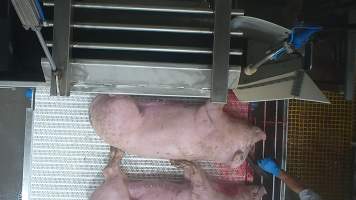 A pig is stunned again using a bolt gun - A pig shows signs of consciousness after being stunned with an electric stunner and having their throat slit. They are shot again using a bolt gun.
In August and September 2023, investigators from Farm Transparency Project installed covert cameras to document the slaughter of pigs at the facility, including the use of electrical stunning, which is considered to be an alternative to the carbon dioxide gas chambers used in the majority of pig slaughterhouses Australia wide. Pigs were filmed showing signs of consciousness after having been stunned, including while being lowered into the scalding tank. - Captured at Scottsdale Pork, Springfield TAS Australia.
