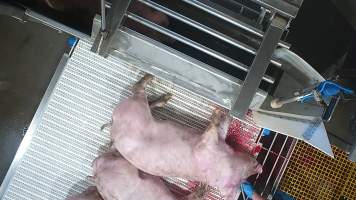 A metal knife sharpener is inserted into a pigs skull - A pig shows signs of consciousness after being stunned with an electric stunner and having their throat slit. A worker inserts a metal knife sharpener into their skull, likely with the aim of scrambling their brain.
In August and September 2023, investigators from Farm Transparency Project installed covert cameras to document the slaughter of pigs at the facility, including the use of electrical stunning, which is considered to be an alternative to the carbon dioxide gas chambers used in the majority of pig slaughterhouses Australia wide. Pigs were filmed showing signs of consciousness after having been stunned, including while being lowered into the scalding tank. - Captured at Scottsdale Pork, Springfield TAS Australia.