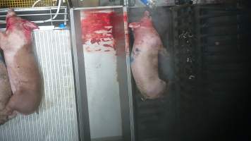 A pig is gasps and thrashes while being lowered into the scalding tank -
In August and September 2023, investigators from Farm Transparency Project installed covert cameras to document the slaughter of pigs at the facility, including the use of electrical stunning, which is considered to be an alternative to the carbon dioxide gas chambers used in the majority of pig slaughterhouses Australia wide. Pigs were filmed showing signs of consciousness after having been stunned, including while being lowered into the scalding tank. - Captured at Scottsdale Pork, Springfield TAS Australia.
