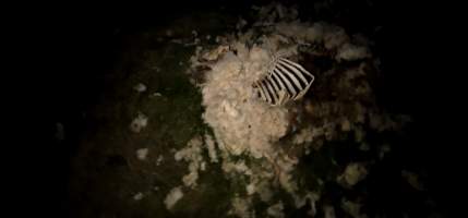 Strathayr (Richmond) - Mass sheep death at the Strathayr sheep property in Richmond, Tasmania.
Strathayr is a large turf company. Adjacent to their lawn company they also run sheep. In one paddock many sheep are left to die and rot.
This incident in July 2023 was reported to NRE Biosecurity. Whilst they were swift to address the issue with the property owner, there was no prosecution pursued, despite evidence of protracted deaths. It took the property owner two weeks and further deaths before they cleaned the paddock up.
Sheep ear tags identified many as coming from Camelford (Midlands of TAS) or Strathayr. Many appeared to have had their eartags removed, whether before or after death cannot be determined. - Captured at Unknown, Grasstree Hill Road, Richmond TAS.