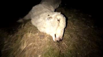 Strathayr (Richmond) - Mass sheep death at the Strathayr sheep property in Richmond, Tasmania.
Strathayr is a large turf company. Adjacent to their lawn company they also run sheep. In one paddock many sheep are left to die and rot.
This incident in July 2023 was reported to NRE Biosecurity. Whilst they were swift to address the issue with the property owner, there was no prosecution pursued, despite evidence of protracted deaths. It took the property owner two weeks and further deaths before they cleaned the paddock up.
Sheep ear tags identified many as coming from Camelford (Midlands of TAS) or Strathayr. Many appeared to have had their eartags removed, whether before or after death cannot be determined. - Captured at Unknown, Grasstree Hill Road, Richmond TAS.