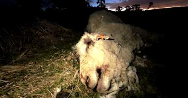 Strathayr (Richmond) - Mass sheep death at the Strathayr sheep property in Richmond, Tasmania.
Strathayr is a large turf company. Adjacent to their lawn company they also run sheep. In one paddock many sheep are left to die and rot.
This incident in July 2023 was reported to NRE Biosecurity. Whilst they were swift to address the issue with the property owner, there was no prosecution pursued, despite evidence of protracted deaths. It took the property owner two weeks and further deaths before they cleaned the paddock up.
Sheep ear tags identified many as coming from Camelford (Midlands of TAS) or Strathayr. Many appeared to have had their eartags removed, whether before or after death cannot be determined. - Captured at Unknown, Grasstree Hill Road, Richmond TAS.