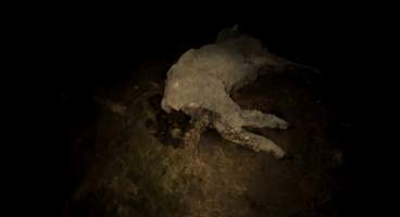 Strathayr (Richmond) - Mass sheep death at the Strathayr sheep property in Richmond, Tasmania.

Strathayr is a large turf company. Adjacent to their lawn company they also run sheep. In one paddock many sheep are left to die and rot.

This incident in July 2023 was reported to NRE Biosecurity. Whilst they were swift to address the issue with the property owner, there was no prosecution pursued, despite evidence of protracted deaths. It took the property owner two weeks and further deaths before they cleaned the paddock up.

Sheep ear tags identified many as coming from Camelford (Midlands of TAS) or Strathayr. Many appeared to have had their eartags removed, whether before or after death cannot be determined. - Captured at Unknown, Grasstree Hill Road, Richmond TAS.