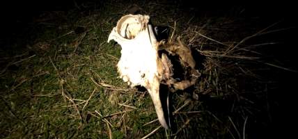 Strathayr (Richmond) - Mass sheep death at the Strathayr sheep property in Richmond, Tasmania.
Strathayr is a large turf company. Adjacent to their lawn company they also run sheep. In one paddock many sheep are left to die and rot.
This incident in July 2023 was reported to NRE Biosecurity. Whilst they were swift to address the issue with the property owner, there was no prosecution pursued, despite evidence of protracted deaths. It took the property owner two weeks and further deaths before they cleaned the paddock up.
Sheep ear tags identified many as coming from Camelford (Midlands of TAS) or Strathayr. Many appeared to have had their eartags removed, whether before or after death cannot be determined. - Captured at Unknown, Grasstree Hill Road, Richmond TAS.