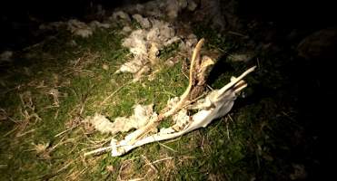 Strathayr (Richmond) - Mass sheep death at the Strathayr sheep property in Richmond, Tasmania.
Strathayr is a large turf company. Adjacent to their lawn company they also run sheep. In one paddock many sheep are left to die and rot.
This incident in July 2023 was reported to NRE Biosecurity. Whilst they were swift to address the issue with the property owner, there was no prosecution pursued, despite evidence of protracted deaths. It took the property owner two weeks and further deaths before they cleaned the paddock up.
Sheep ear tags identified many as coming from Camelford (Midlands of TAS) or Strathayr. Many appeared to have had their eartags removed, whether before or after death cannot be determined. - Captured at Unknown, Grasstree Hill Road, Richmond TAS.