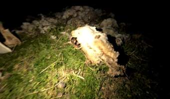 Strathayr (Richmond) - Mass sheep death at the Strathayr sheep property in Richmond, Tasmania.
Strathayr is a large turf company. Adjacent to their lawn company they also run sheep. In one paddock many sheep are left to die and rot.
This incident in July 2023 was reported to NRE Biosecurity. Whilst they were swift to address the issue with the property owner, there was no prosecution pursued, despite evidence of protracted deaths. It took the property owner two weeks and further deaths before they cleaned the paddock up.
Sheep ear tags identified many as coming from Camelford (Midlands of TAS) or Strathayr. Many appeared to have had their eartags removed, whether before or after death cannot be determined. - Captured at Unknown, Grasstree Hill Road, Richmond TAS.