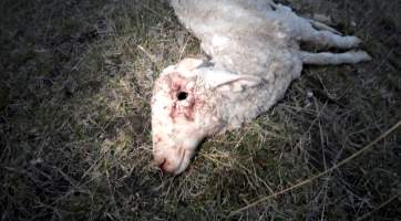 Strathayr (Richmond) - Mass sheep death at the Strathayr sheep property in Richmond, Tasmania.
Strathayr is a large turf company. Adjacent to their lawn company they also run sheep. In one paddock many sheep are left to die and rot.
This incident in July 2023 was reported to NRE Biosecurity. Whilst they were swift to address the issue with the property owner, there was no prosecution pursued, despite evidence of protracted deaths. It took the property owner two weeks and further deaths before they cleaned the paddock up.
Sheep ear tags identified many as coming from Camelford (Midlands of TAS) or Strathayr. Many appeared to have had their eartags removed, whether before or after death cannot be determined. - Captured at Unknown, Grasstree Hill Road, Richmond TAS.