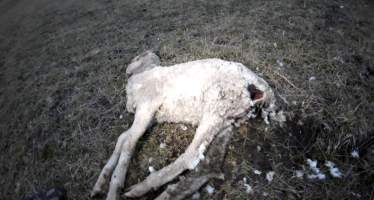 Strathayr (Richmond) - Mass sheep death at the Strathayr sheep property in Richmond, Tasmania.
Strathayr is a large turf company. Adjacent to their lawn company they also run sheep. In one paddock many sheep are left to die and rot.
This incident in July 2023 was reported to NRE Biosecurity. Whilst they were swift to address the issue with the property owner, there was no prosecution pursued, despite evidence of protracted deaths. It took the property owner two weeks and further deaths before they cleaned the paddock up.
Sheep ear tags identified many as coming from Camelford (Midlands of TAS) or Strathayr. Many appeared to have had their eartags removed, whether before or after death cannot be determined. - Captured at Unknown, Grasstree Hill Road, Richmond TAS.