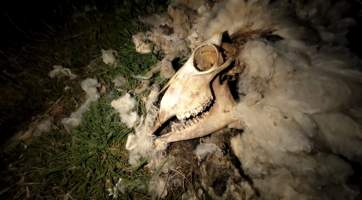 Strathayr (Richmond) - Mass sheep death at the Strathayr sheep property in Richmond, Tasmania.
Strathayr is a large turf company. Adjacent to their lawn company they also run sheep. In one paddock many sheep are left to die and rot.
This incident in July 2023 was reported to NRE Biosecurity. Whilst they were swift to address the issue with the property owner, there was no prosecution pursued, despite evidence of protracted deaths. It took the property owner two weeks and further deaths before they cleaned the paddock up.
Sheep ear tags identified many as coming from Camelford (Midlands of TAS) or Strathayr. Many appeared to have had their eartags removed, whether before or after death cannot be determined. - Captured at Unknown, Grasstree Hill Road, Richmond TAS.