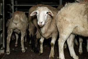 Sheep in holding pen - Investigators spent time with sheep in the holding pens, the night before they were to be killed. - Captured at Gretna Meatworks, Gretna TAS Australia.