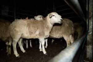 Sheep in holding pen - Investigators spent time with sheep in the holding pens, the night before they were to be killed. - Captured at Gretna Meatworks, Gretna TAS Australia.