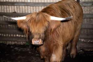 Highland cow - A highland cow filmed and photographed in the holding pens the night before their slaughter. Hidden cameras captured them resisting as they were herded into the knockbox and shot with a rifle. - Captured at Gretna Meatworks, Gretna TAS Australia.