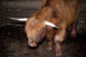 Highland cow - A highland cow filmed and photographed in the holding pens the night before their slaughter. Hidden cameras captured them resisting as they were herded into the knockbox and shot with a rifle. - Captured at Gretna Meatworks, Gretna TAS Australia.