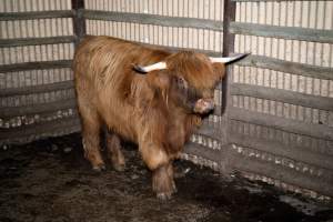 Highland cow - A highland cow filmed and photographed in the holding pens the night before their slaughter. Hidden cameras captured them resisting as they were herded into the knockbox and shot with a rifle. - Captured at Gretna Meatworks, Gretna TAS Australia.