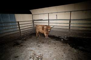 Highland cow - A highland cow filmed and photographed in the holding pens the night before their slaughter. Hidden cameras captured them resisting as they were herded into the knockbox and shot with a rifle. - Captured at Gretna Meatworks, Gretna TAS Australia.