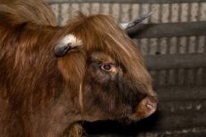 Highland cow - A highland cow filmed and photographed in the holding pens the night before their slaughter. Hidden cameras captured them resisting as they were herded into the knockbox and shot with a rifle. - Captured at Gretna Meatworks, Gretna TAS Australia.
