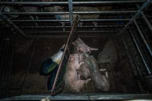 Pigs in the holding pen - Investigators spent time with pigs in the holding pens, the night before they were to be killed. - Captured at Gretna Meatworks, Gretna TAS Australia.
