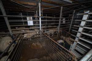 Holding pens - Pigs and sheep in the holding pens, the night before slaughter. - Captured at Gretna Meatworks, Gretna TAS Australia.