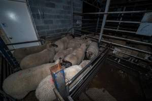 Sheep in holding pen - Sheep in the holding pen, the night before slaughter. - Captured at Gretna Meatworks, Gretna TAS Australia.