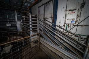 Race, stun pen and holding pens - A view from the holding pens, looking up at the race, stun pen and kill room door. - Captured at Gretna Meatworks, Gretna TAS Australia.