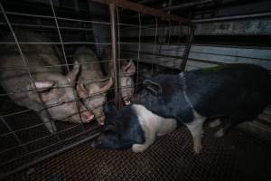 Pigs sniff each other through the bars of the holding pen - Animals would often communicate and seek comfort from each other while waiting in the holding pens, the night before they were killed. - Captured at Gretna Meatworks, Gretna TAS Australia.
