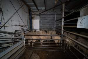 Sheep in holding pen - Investigators spent time with sheep in the holding pens, the night before they were to be killed. - Captured at Gretna Meatworks, Gretna TAS Australia.