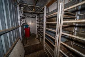 Walkway next to knockbox - Cows and large pigs are herded up a narrow, barred race and into a knockbox. A heavy metal door can be slid across to open or close the knockbox, which is a barred, narrow box where animals are held to be stunned. Workers stand alongside the race and knockbox, first to herd animals into the knockbox using a painful electric prodder, then to use a rifle to shoot them in the head to render them unconscious. They are then tipped into the kill room where their throats are slit.
Hidden cameras showed that many animals had to be shot multiple times. They can be heard crying out in pain and seen tossing their heads, jumping up and trying to turn around and run away. - Captured at Gretna Meatworks, Gretna TAS Australia.