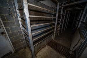 Knockbox - Cows and large pigs are herded up a narrow, barred race and into a knockbox. A heavy metal door can be slid across to open or close the knockbox, which is a barred, narrow box where animals are held to be stunned. Workers stand alongside the race and knockbox, first to herd animals into the knockbox using a painful electric prodder, then to use a rifle to shoot them in the head to render them unconscious. They are then tipped into the kill room where their throats are slit. Hidden cameras showed that many animals had to be shot multiple times. They can be heard crying out in pain and seen tossing their heads, jumping up and trying to turn around and run away. - Captured at Gretna Meatworks, Gretna TAS Australia.