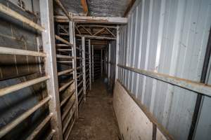 Race between holding pens - Cows and large pigs are herded up a narrow, barred race and into a knockbox. A heavy metal door can be slid across to open or close the knockbox, which is a barred, narrow box where animals are held to be stunned. Workers stand alongside the race and knockbox, first to herd animals into the knockbox using a painful electric prodder, then to use a rifle to shoot them in the head to render them unconscious. They are then tipped into the kill room where their throats are slit. Hidden cameras showed that many animals had to be shot multiple times. They can be heard crying out in pain and seen tossing their heads, jumping up and trying to turn around and run away. - Captured at Gretna Meatworks, Gretna TAS Australia.