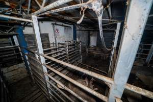 Holding pens - Sheep and pigs in the holding pens, the night before they are killed - Captured at Gretna Meatworks, Gretna TAS Australia.