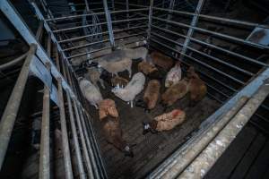 Sheep in holding pen - Investigators spent time with sheep in the holding pens, the night before they killed. - Captured at Gretna Meatworks, Gretna TAS Australia.