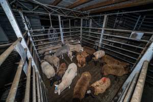 Sheep in holding pen - Investigators spent time with sheep in the holding pens, the night before they killed. - Captured at Gretna Meatworks, Gretna TAS Australia.