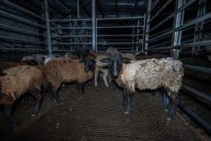 Sheep in holding pen - Investigators spent time with sheep in the holding pens, the night before they killed. - Captured at Gretna Meatworks, Gretna TAS Australia.