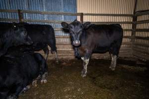 Cows in outdoor holding pen - Investigators spent time with cows in the holding pens, the night before they killed. - Captured at Gretna Meatworks, Gretna TAS Australia.