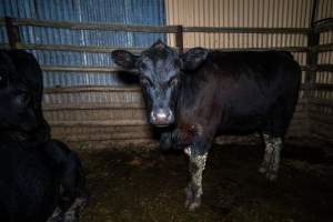 Cows in outdoor holding pen - Investigators spent time with cows in the holding pens, the night before they killed. - Captured at Gretna Meatworks, Gretna TAS Australia.