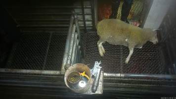 A sheep on the floor of the stun pen - Hidden cameras captured sheep, goats and pigs being shot with a handheld stunning device. The stunner was often ineffective, meaning that animals would remain conscious until they were stunned again, or even as they were dragged into the kill room to have their throat slit. - Captured at Gretna Meatworks, Gretna TAS Australia.