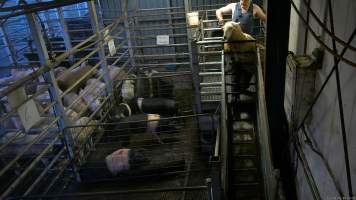 A sheep attempts to escape from the stun pen - Hidden cameras captured sheep, goats and pigs being shot with a handheld stunning device. Sheep, goats and pigs would be herded into the pens together, then isolated and picked off one by one, in front of each other. Sheep would often try and jump out of the stun pen and were roughly handled by workers to hold them still and shoot them with the handheld bolt gun. - Captured at Gretna Meatworks, Gretna TAS Australia.