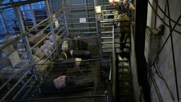 A sheep is stunned as they attempt to escape - Hidden cameras captured sheep, goats and pigs being shot with a handheld stunning device. Sheep, goats and pigs would be herded into the pens together, then isolated and picked off one by one, in front of each other. Sheep would often try and jump out of the stun pen and were roughly handled by workers to hold them still and shoot them with the handheld bolt gun. - Captured at Gretna Meatworks, Gretna TAS Australia.