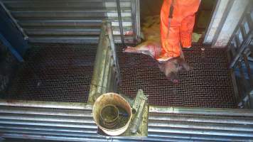 A worker stands on a pig who has been bolt-gunned. - Hidden cameras captured sheep, goats and pigs being shot with a handheld stunning device. The stunner was often ineffective, meaning that animals would remain conscious until they were stunned again, or even as they were dragged into the kill room after having their throat slit. - Captured at Gretna Meatworks, Gretna TAS Australia.