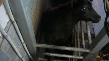 A cow attempts to jump from the knockbox - Cows are stunned using a rifle in a knockbox. Hidden cameras captured cows attempting to jump from the knockbox, as well as crying out in pain and fear as they were shot multiple times. - Captured at Gretna Meatworks, Gretna TAS Australia.